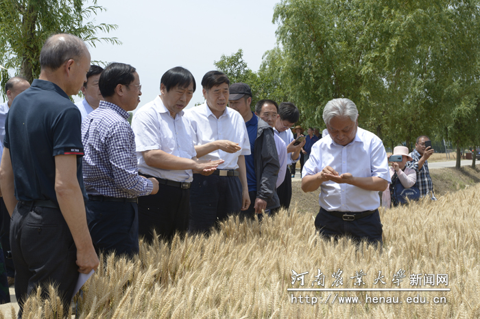 与会领导、专家观摩我校选育的小麦新品种长势 与会领导、专家观摩我校选育的小麦新品种长势