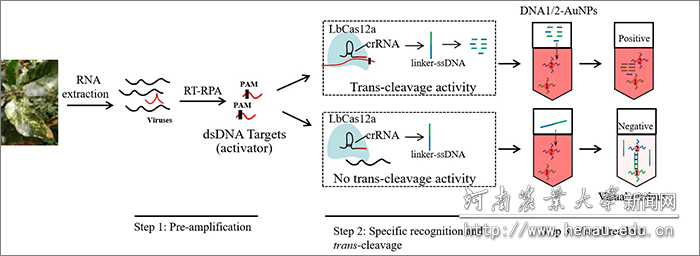 基于RT-RPACas12aAuNPs检测技术的苹果病毒类病毒RNA 的检测示意图 基于RT-RPACas12aAuNPs检测技术的苹果病毒类病毒RNA 的检测示意图
