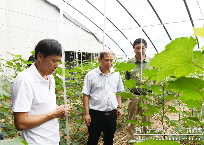 副校长介晓磊查看大棚作物长势 副校长介晓磊查看大棚作物长势