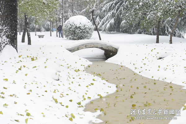 落叶满小河 落叶满小河