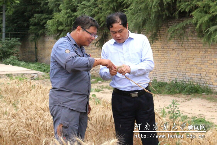 仔细查看小麦生长情况 仔细查看小麦生长情况