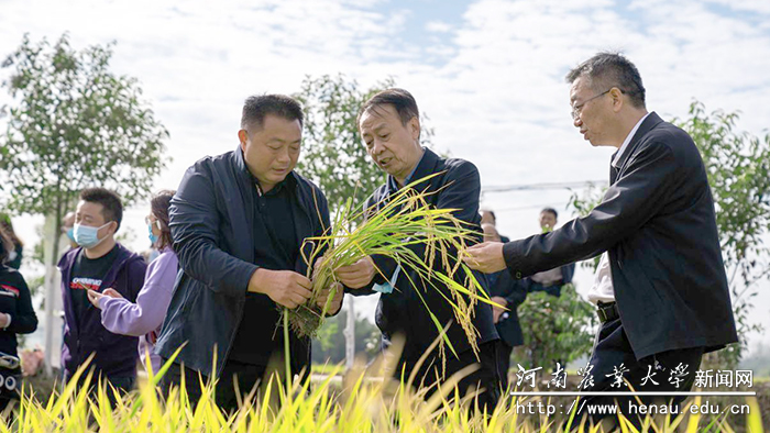 魏书记介绍粱饲新型再生稻长势 魏书记介绍粱饲新型再生稻长势