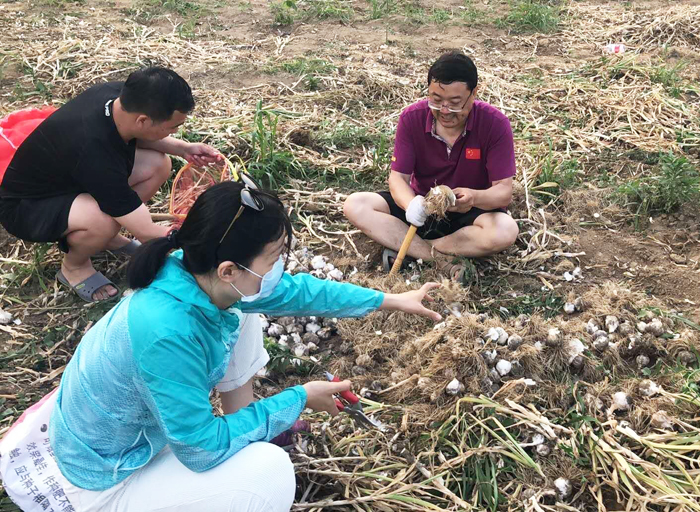 杜露阳在党员示范田进行工作