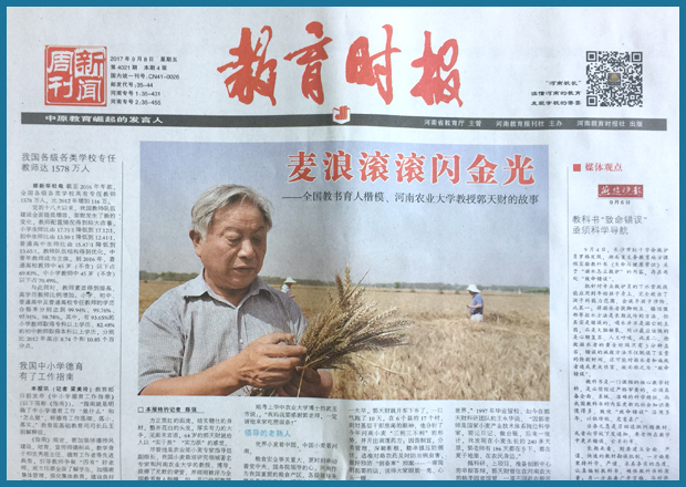 教育时报:麦浪滚滚闪金光 教育时报:麦浪滚滚闪金光