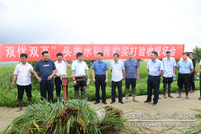 粮饲“双优双高”头季水稻青贮实打验收现场 粮饲“双优双高”头季水稻青贮实打验收现场
