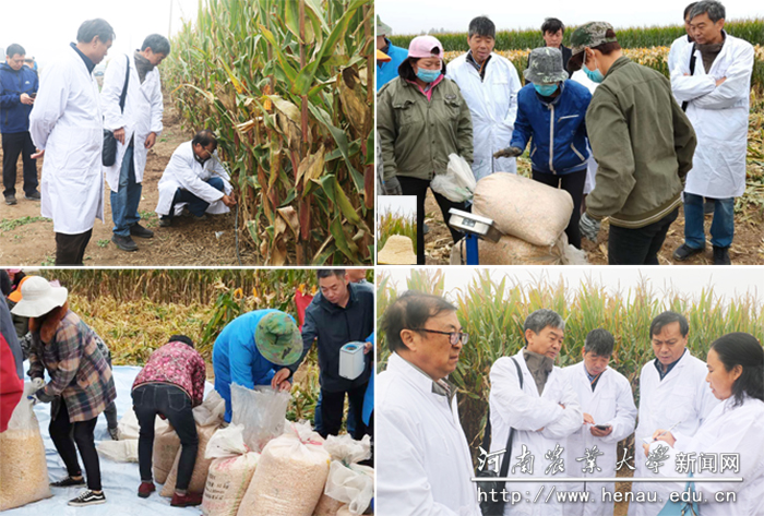 专家组现场进行田间种植密度测量、籽粒机收、水分测定、籽粒称重和计算 专家组现场进行田间种植密度测量、籽粒机收、水分测定、籽粒称重和计算