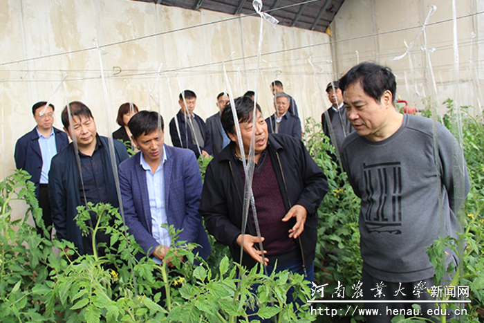 张改平一行在农业合作社蔬菜大棚内了解栽培种植管理技术 张改平一行在农业合作社蔬菜大棚内了解栽培种植管理技术