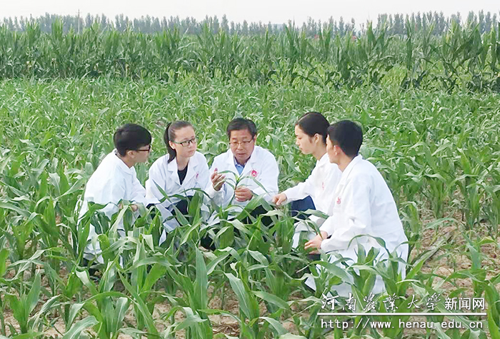 农学院师生在玉米田间 农学院师生在玉米田间
