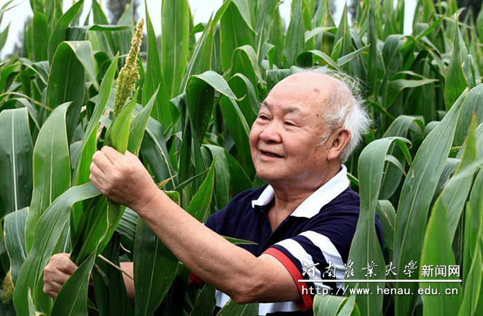 陈伟程教授在察看玉米长势 陈伟程教授在察看玉米长势