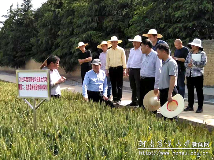 省科技厅党组成员、副厅长夏培臣在我校许昌校区调研小麦育种工作 省科技厅党组成员、副厅长夏培臣在我校许昌校区调研小麦育种工作