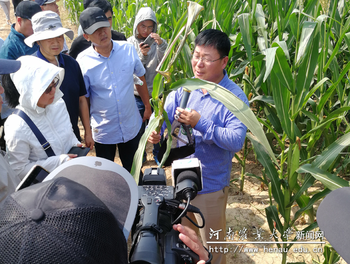 河南省玉米产业技术体系植保岗位专家、植保学院院长李洪连教授介绍玉米病虫害发生危害情况 河南省玉米产业技术体系植保岗位专家、植保学院院长李洪连教授介绍玉米病虫害发生危害情况
