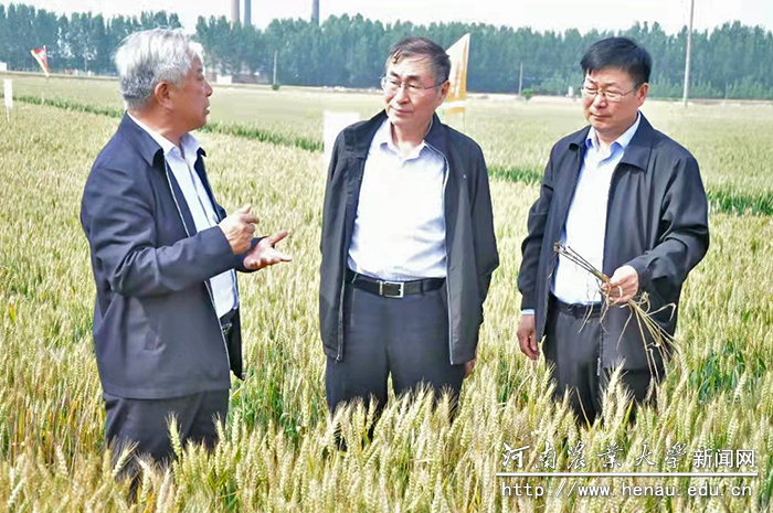 省科技厅副厅长夏培臣与我校专家在农田现场交流 省科技厅副厅长夏培臣与我校专家在农田现场交流