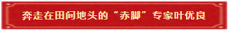 9 奔走在田间地头的“赤脚”专家叶优良