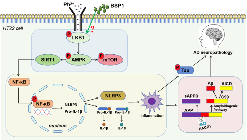 我校黄现青教授团队在黑豆肽缓解铅诱导HT22细胞中阿尔茨海默病相关神经炎症方面取得重要进展-河南农业大学