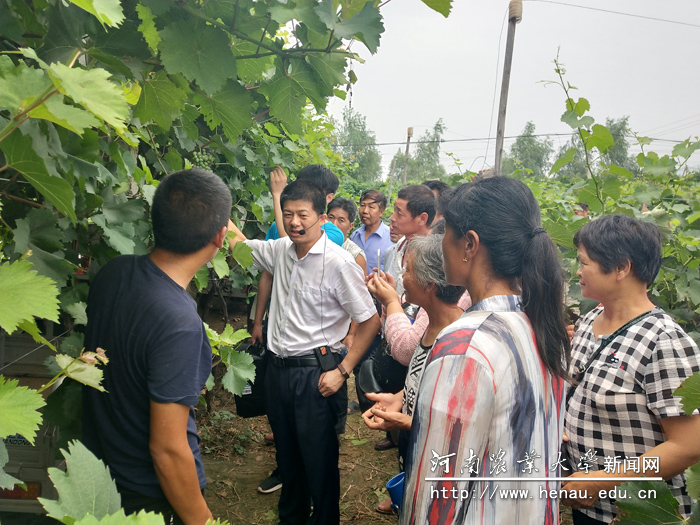 现场指导农民种植葡萄 现场指导农民种植葡萄