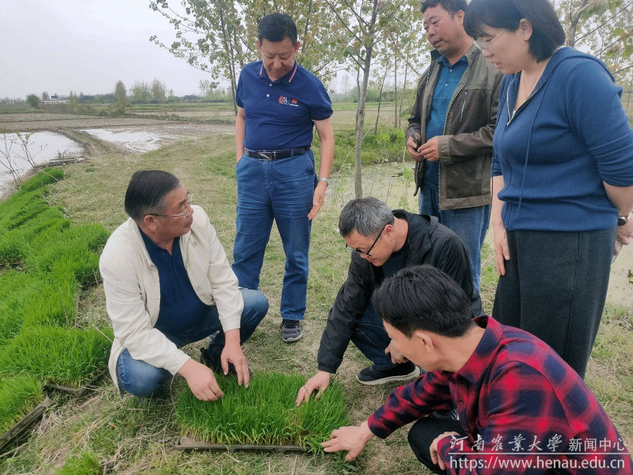 助农天团服务“三夏”系列报道(二)盛夏酷暑田间忙 护航农民增收路-河南农业大学