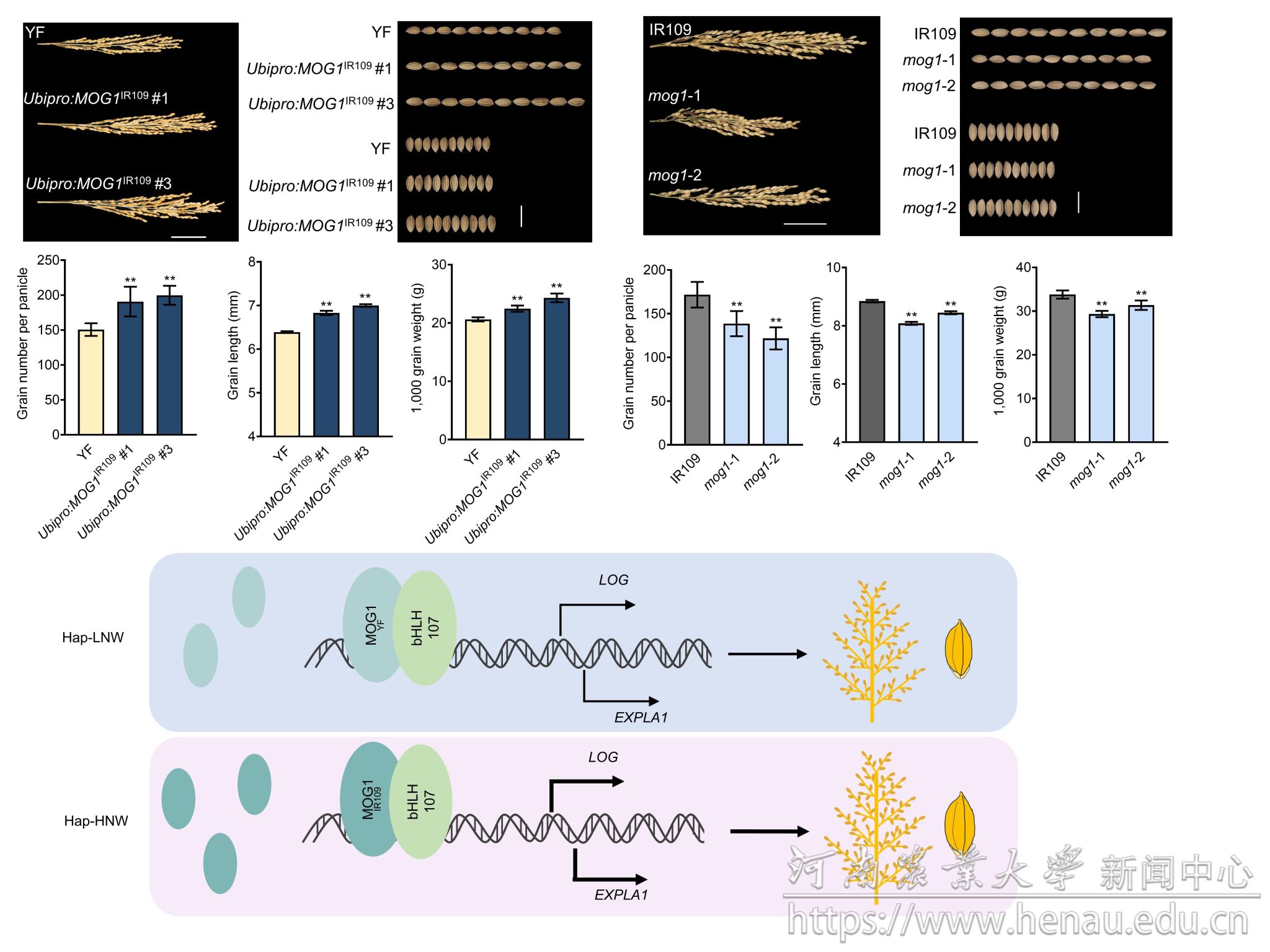 然而,穗粒数和粒重之间存在相互制衡关系,同时增加粒重和粒数的基因