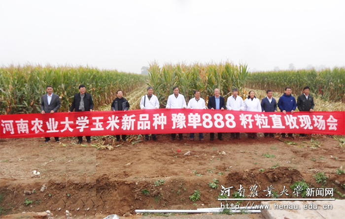 河南农业大学玉米新品种豫单888籽粒直收现场会 河南农业大学玉米新品种豫单888籽粒直收现场会