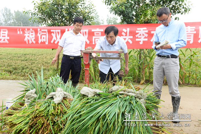 专家组现场对青饲草测产 专家组现场对青饲草测产