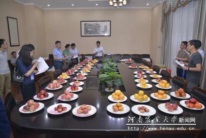 与会专家对参赛桃子进行了评比