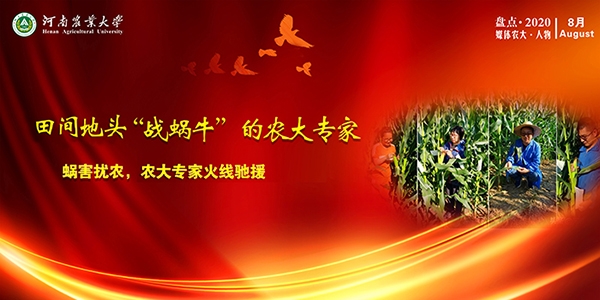 玉米地里“战蜗牛”的农大专家.jpg